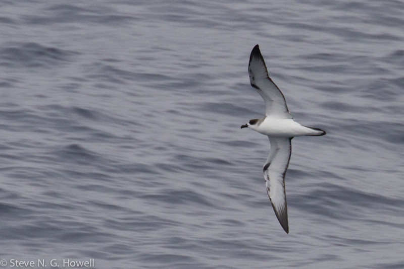 …to Pterodroma petrels, here a Juan Fernandez Petrel (almost all of the seabird pictures presented in the slideshow have been taken from the ship). Credit: Steve Howell
